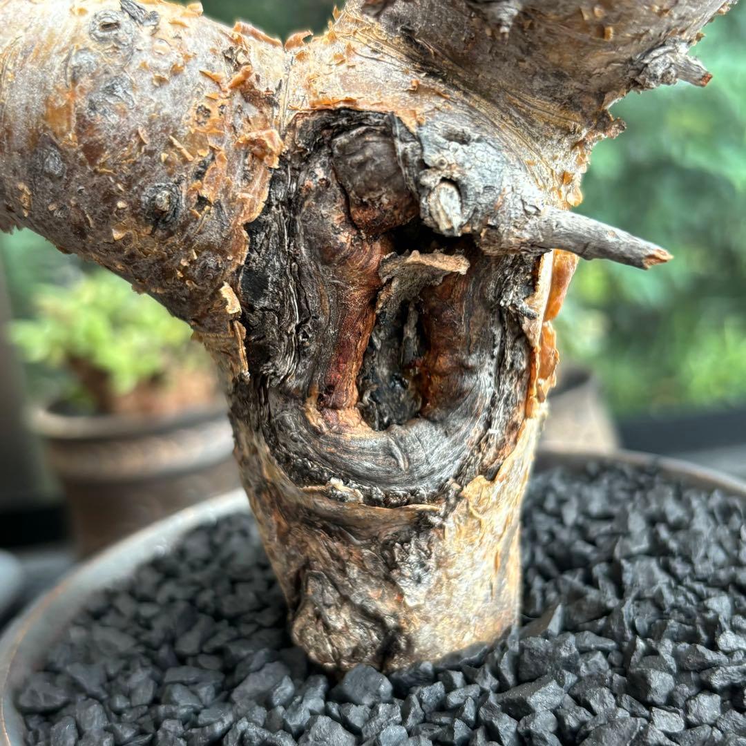 コレクション株 希少 コミフォラ フォリアセア 現地株 現地球 灌木 山中勇人