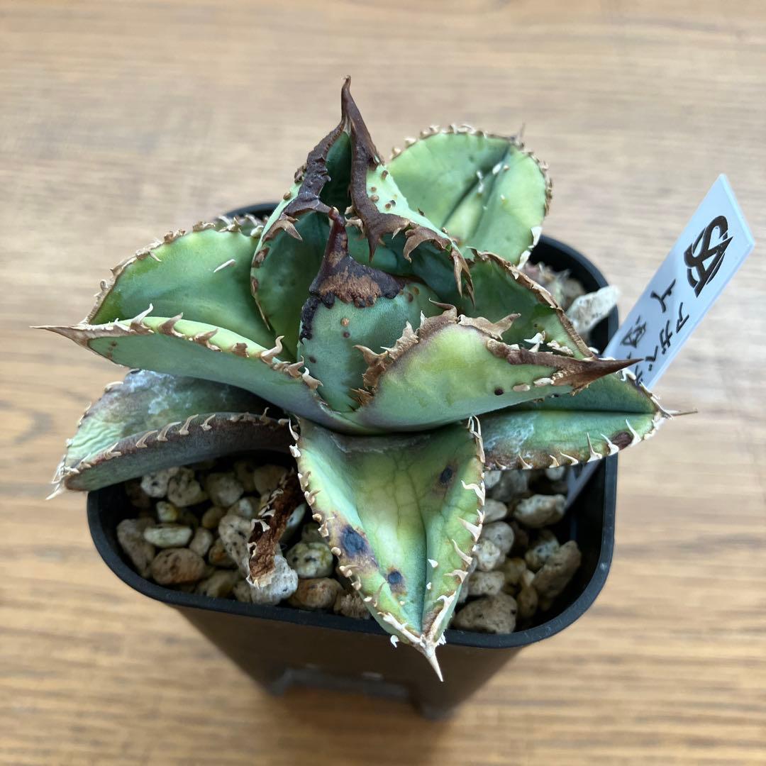 【クリスマスセール】♯29 超選抜　太棘　ぶつぶつだらけ　アガベ　鰐亀　TC