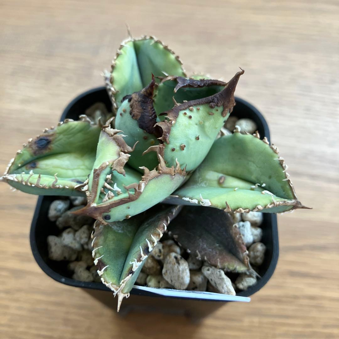 【クリスマスセール】♯29 超選抜　太棘　ぶつぶつだらけ　アガベ　鰐亀　TC