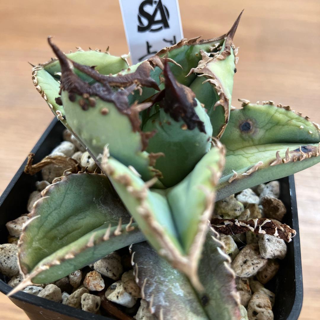 【クリスマスセール】♯29 超選抜　太棘　ぶつぶつだらけ　アガベ　鰐亀　TC