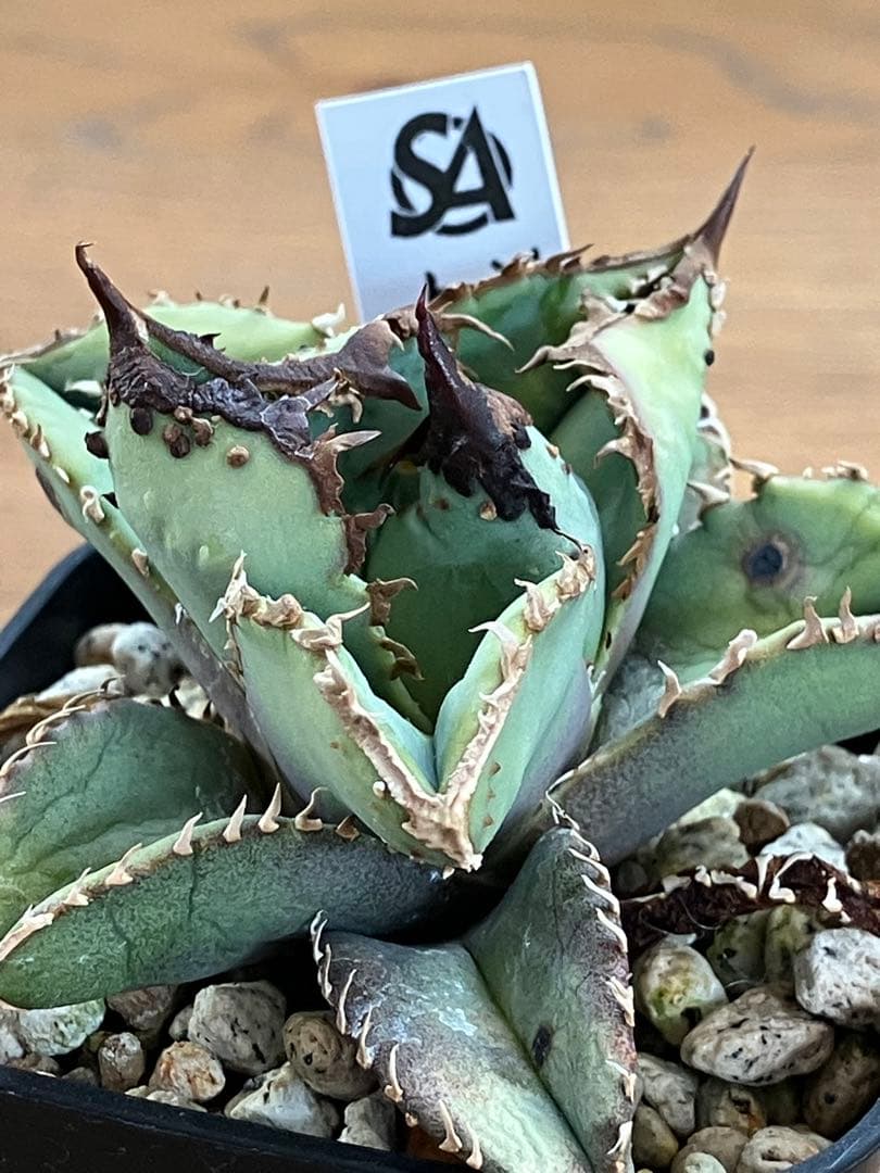 【クリスマスセール】♯29 超選抜　太棘　ぶつぶつだらけ　アガベ　鰐亀　TC