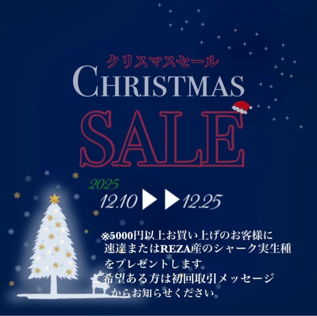 【クリスマスセール】♯29 超選抜　太棘　ぶつぶつだらけ　アガベ　鰐亀　TC