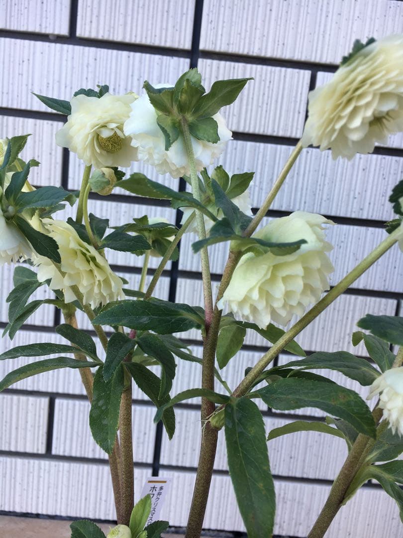 認定株ホワイトアフロディーテ クリスマスローズ 加藤農園 成熟株