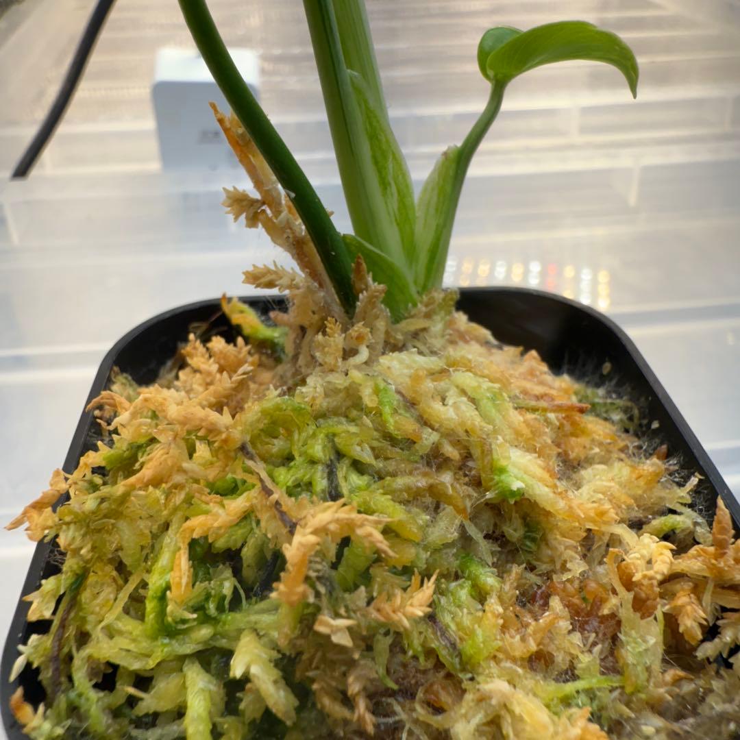 モンステラ バルバソウ