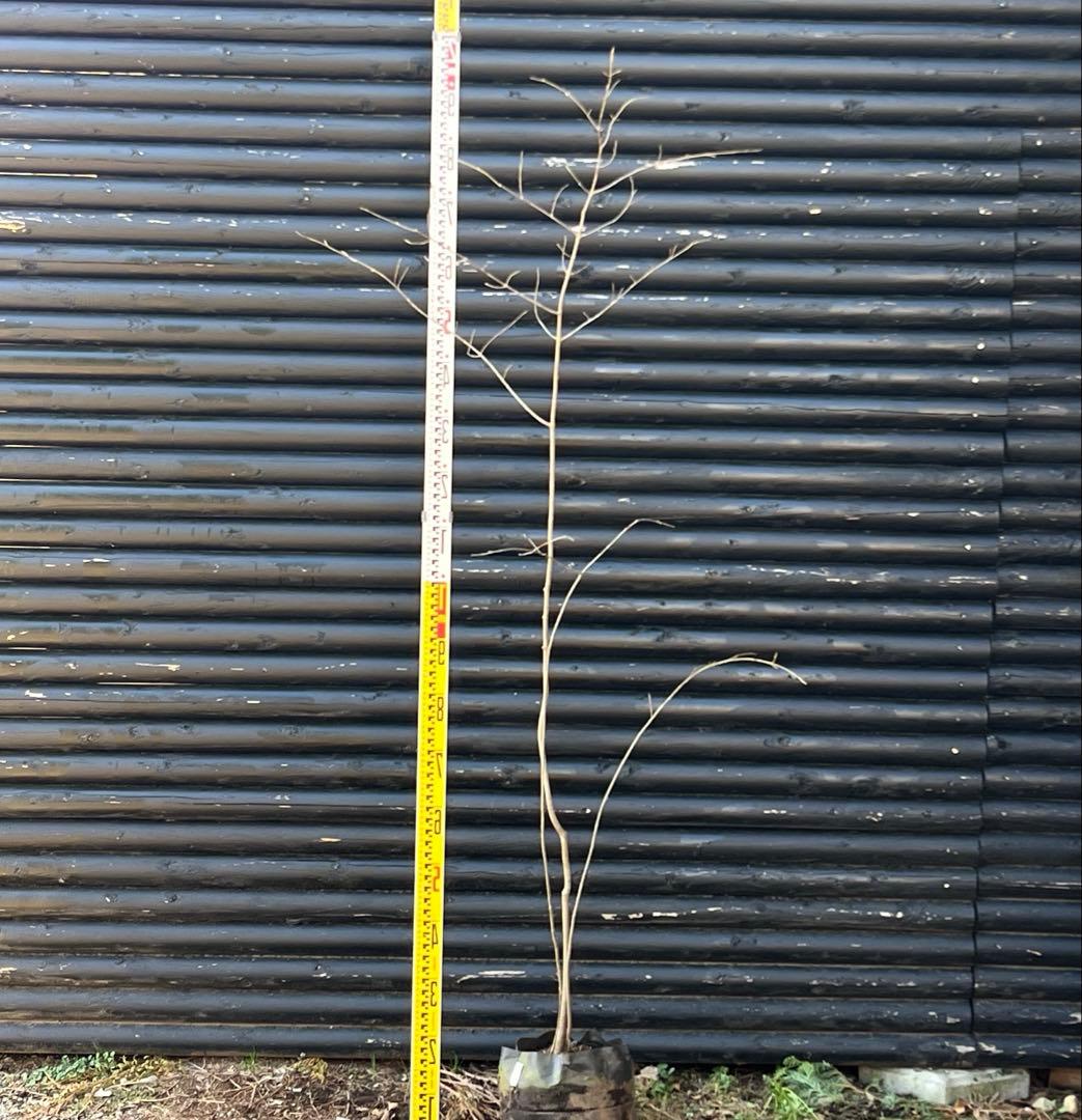 山採り天然 ツリバナ 3本株立ち 12