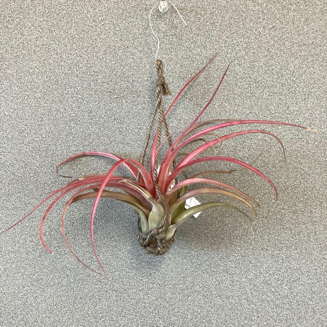 超希少❗️交配種❗️エアプランツ　チランジア　ラブノット✨