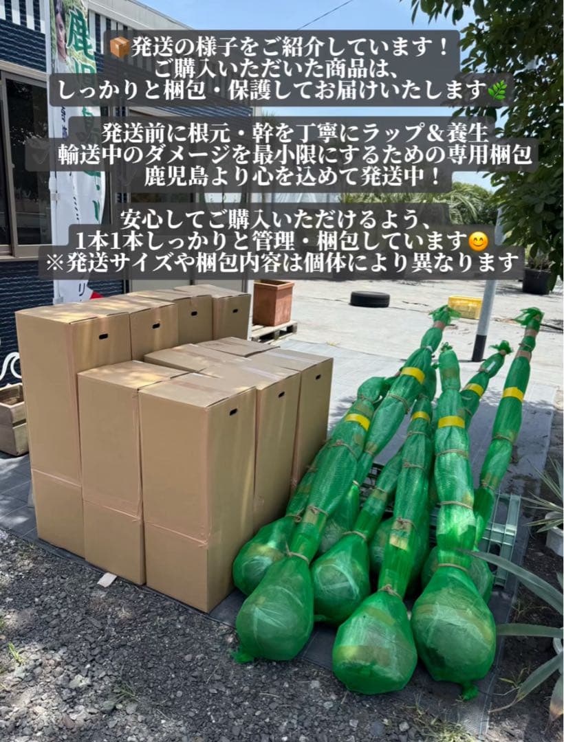 な*ん様 ココスヤシシルバーリーフ【極太】葉先150cm幹回り70cm 幹高