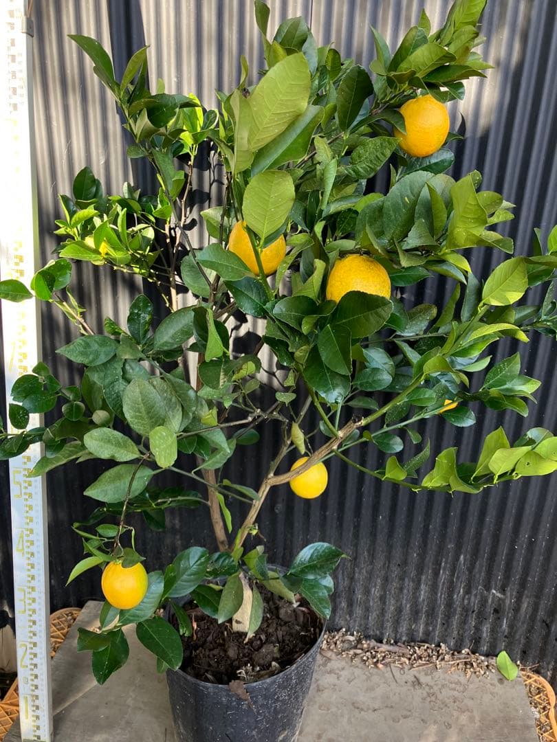 柑橘　果樹苗　スイートレモネード　苗木