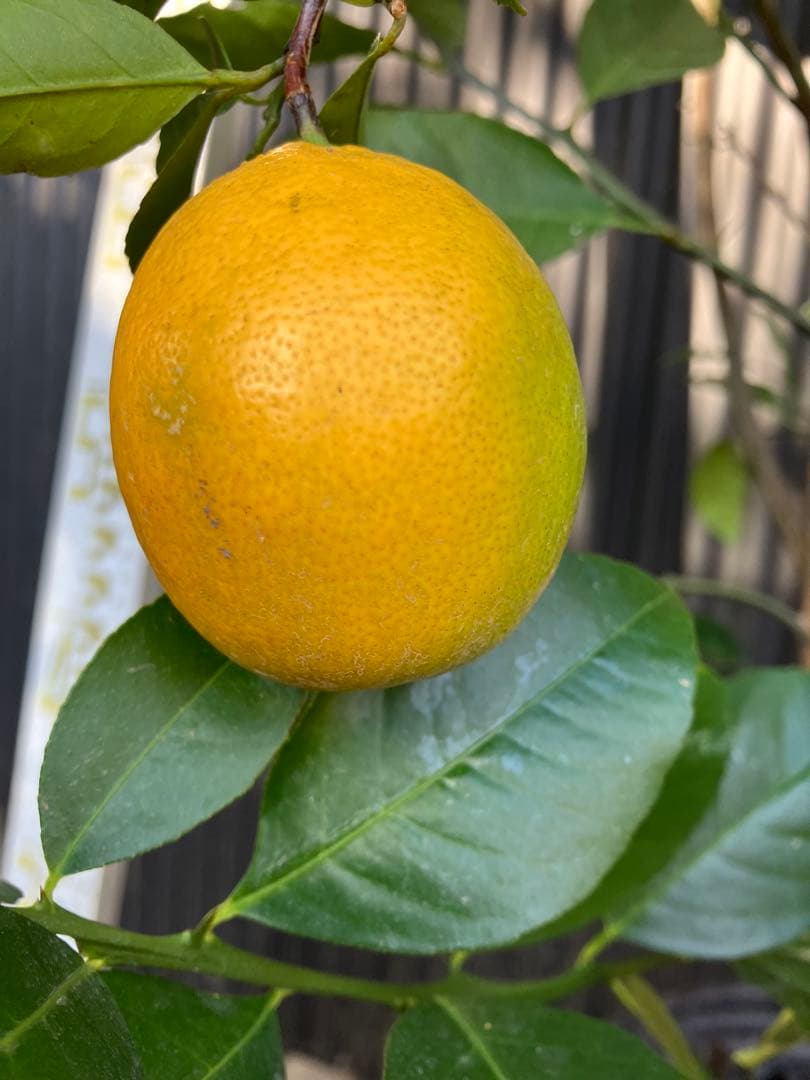柑橘　果樹苗　スイートレモネード　苗木