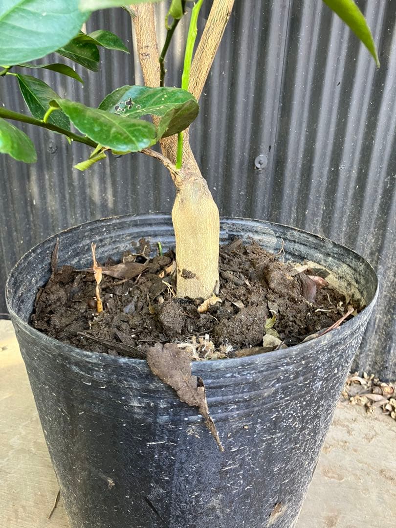 柑橘　果樹苗　スイートレモネード　苗木