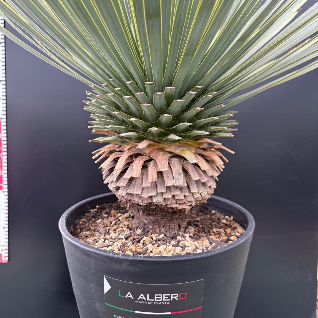 【AL1036】ユッカ　ロストラータ　超美形　シルバーブルー個体