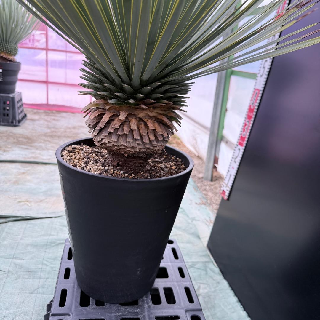 【AL1036】ユッカ　ロストラータ　超美形　シルバーブルー個体