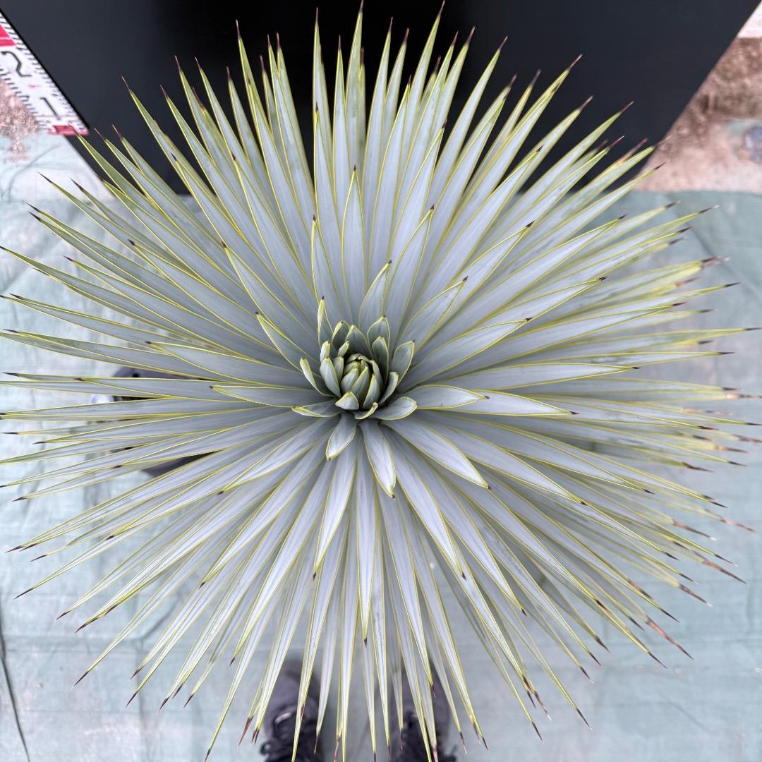 【AL1036】ユッカ　ロストラータ　超美形　シルバーブルー個体