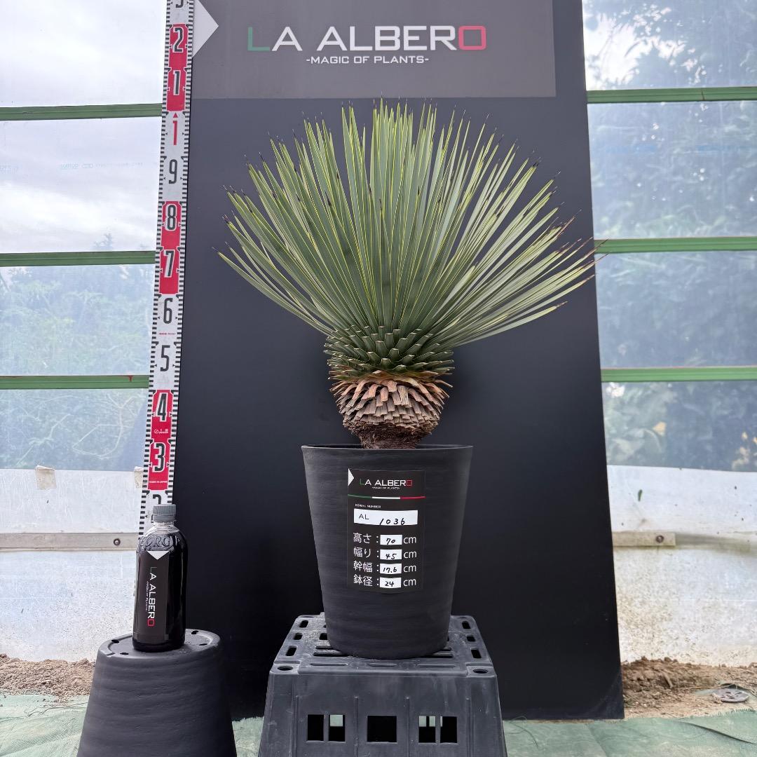 【AL1036】ユッカ　ロストラータ　超美形　シルバーブルー個体