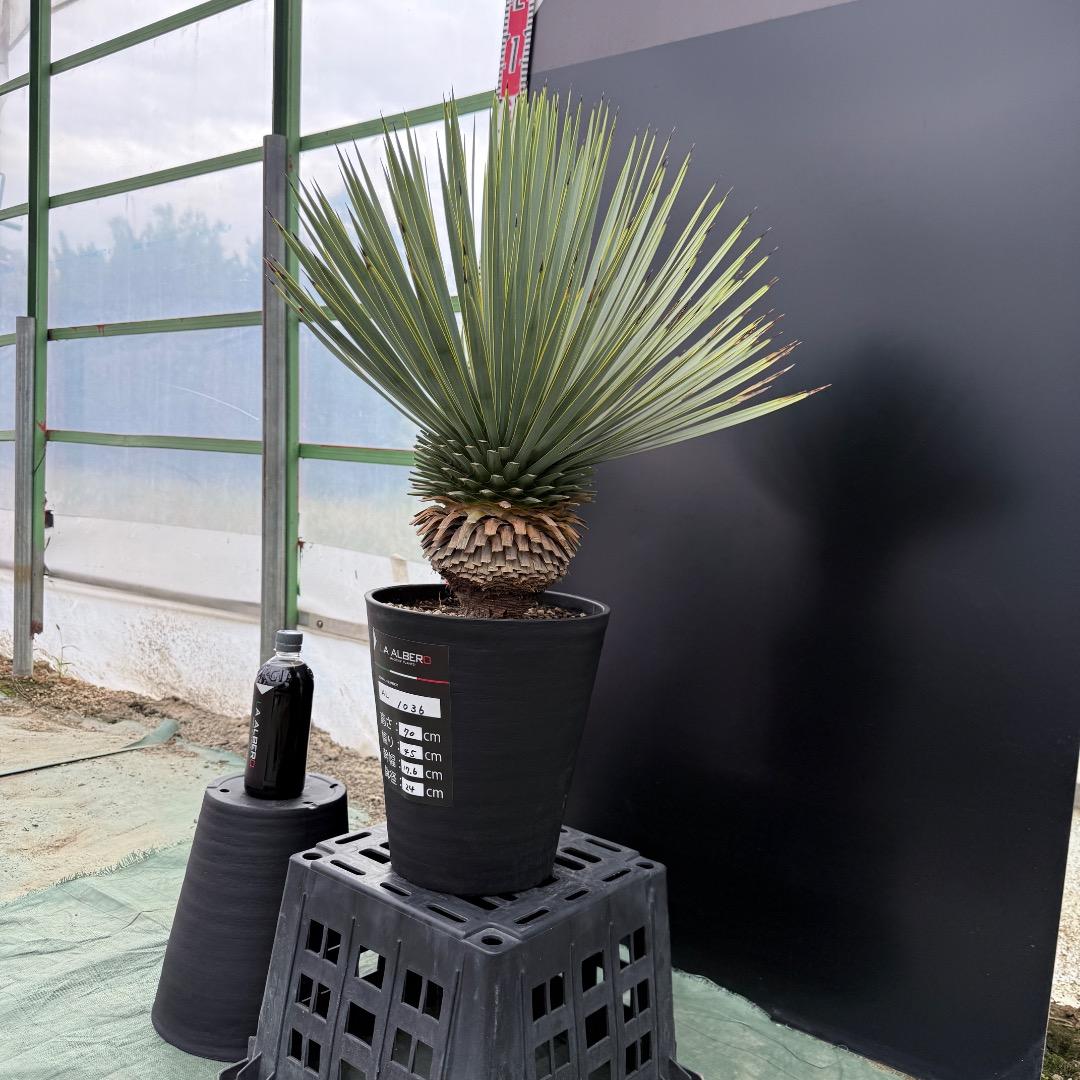 【AL1036】ユッカ　ロストラータ　超美形　シルバーブルー個体