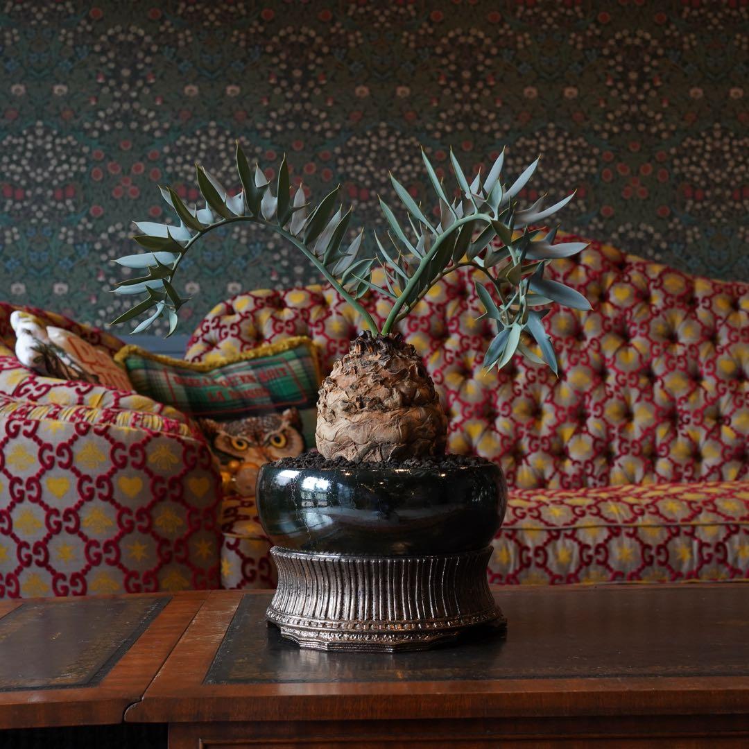 エンセファラルトス ホリダス ドワーフ 超高級作家鉢込み 塊根約15