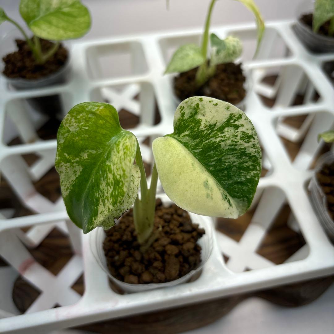 ま*8様 lsw650【特別選抜】ホワイトモンスター／天津蘭 モンステラ斑入り