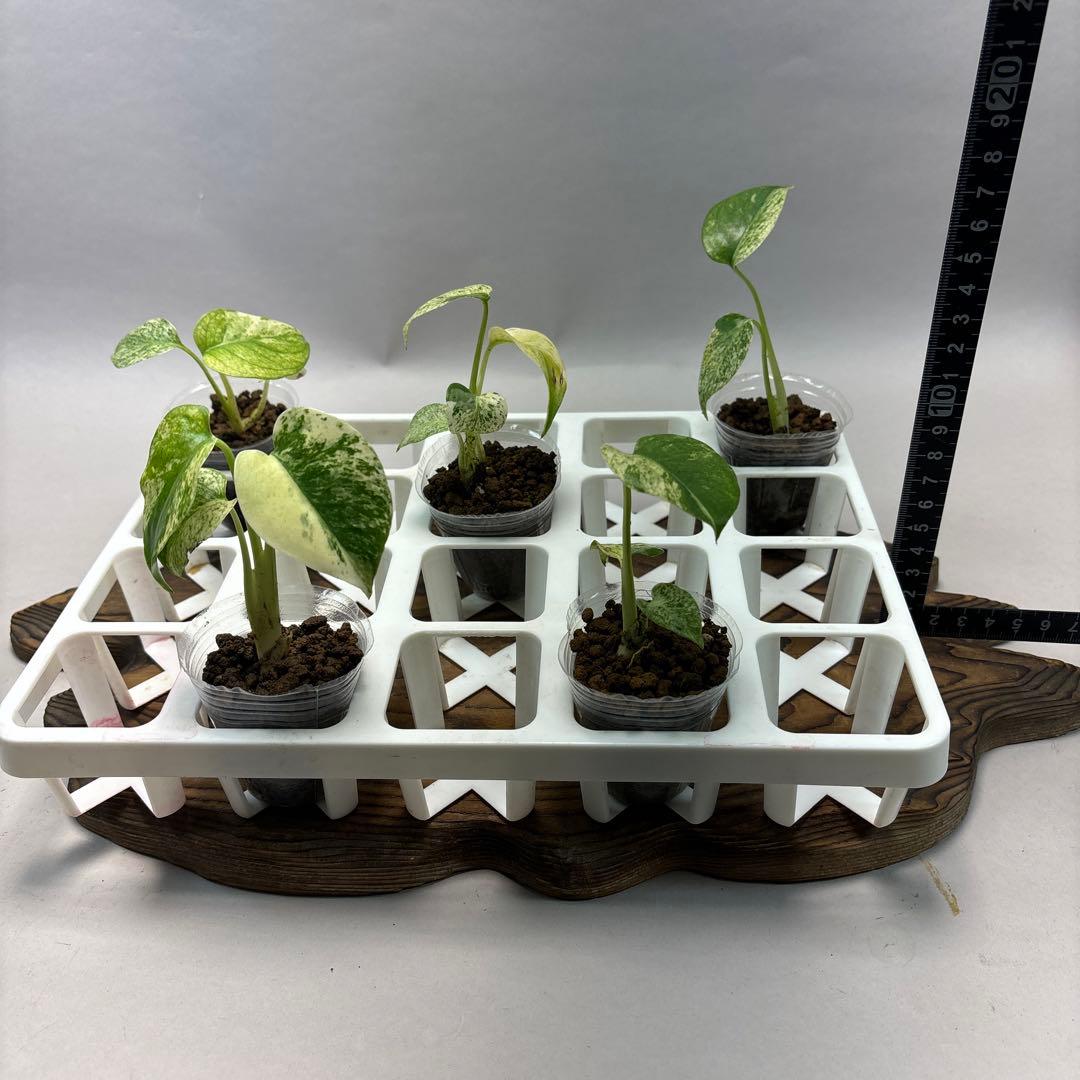 ま*8様 lsw650【特別選抜】ホワイトモンスター／天津蘭 モンステラ斑入り