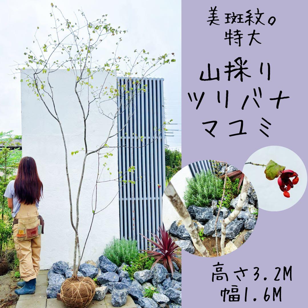 美斑紋。特大 山採りツリバナマユミ3.2M(鉢底から)