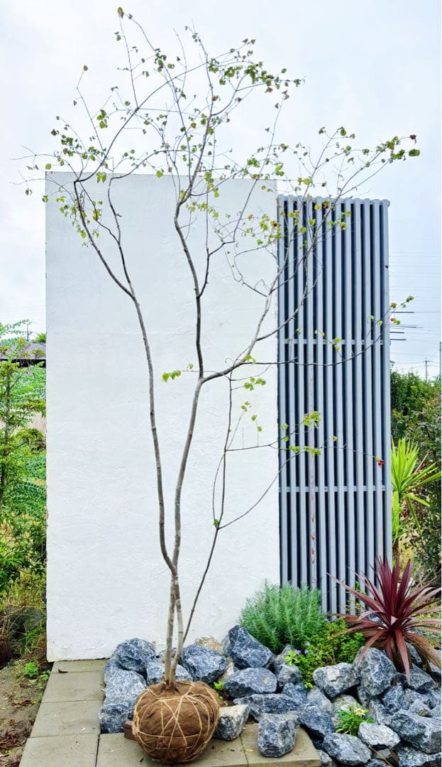 美斑紋。特大 山採りツリバナマユミ3.2M(鉢底から)