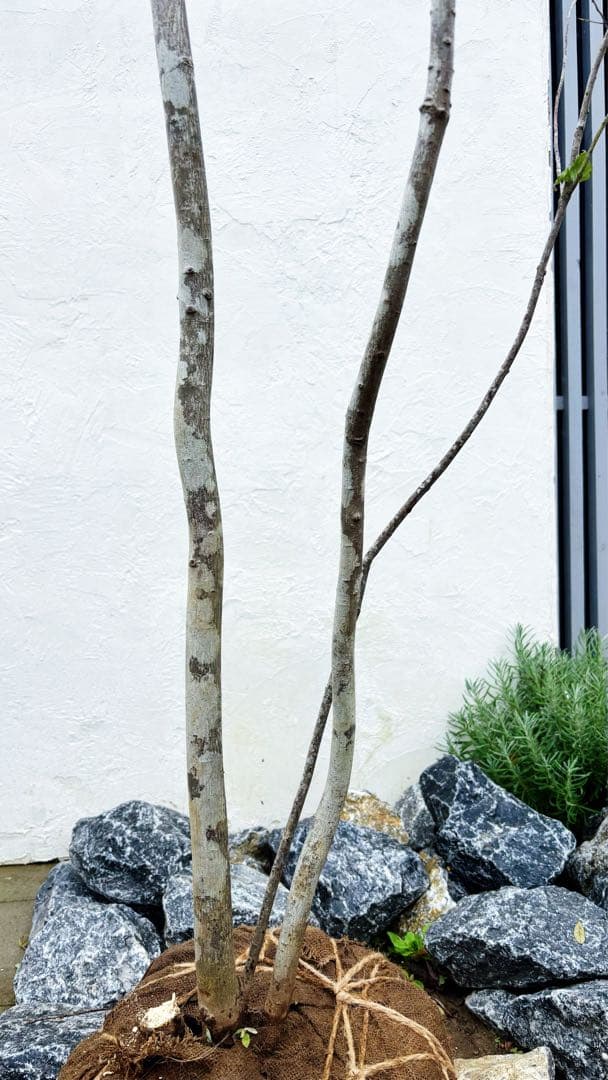 美斑紋。特大 山採りツリバナマユミ3.2M(鉢底から)