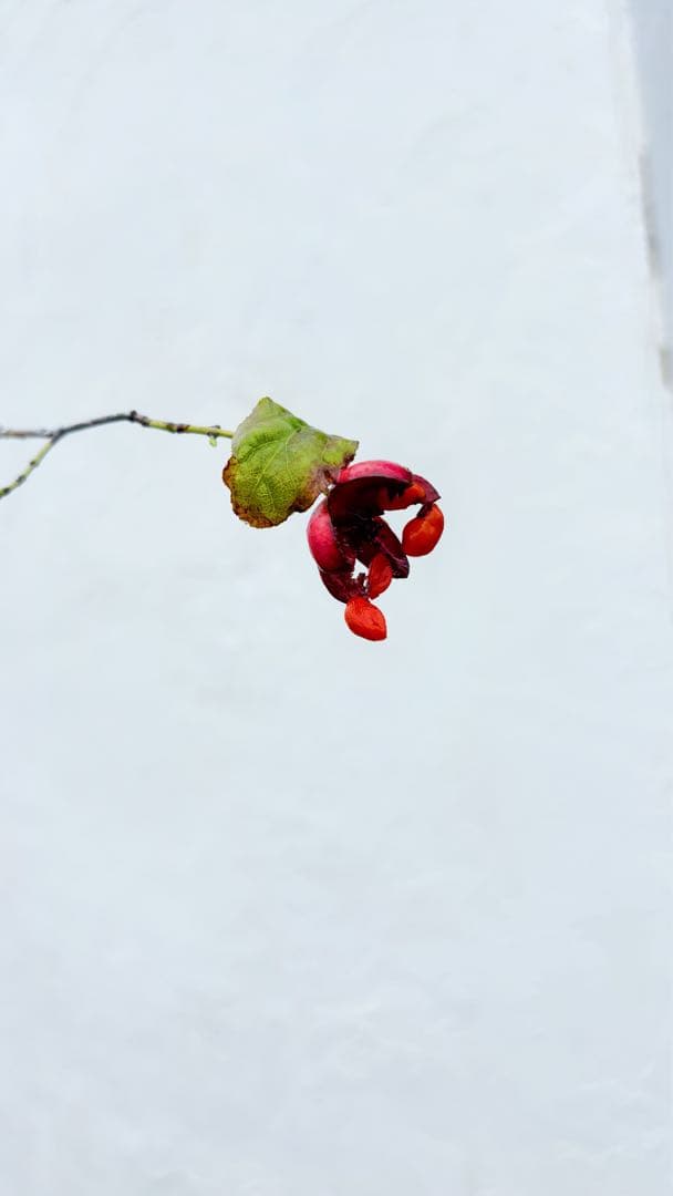 美斑紋。特大 山採りツリバナマユミ3.2M(鉢底から)