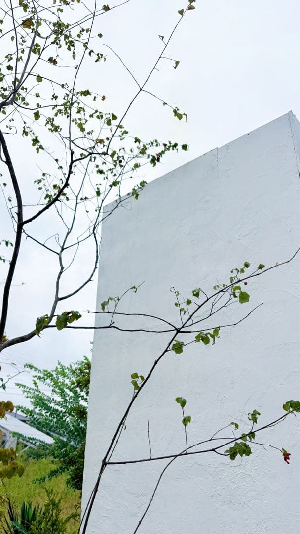 美斑紋。特大 山採りツリバナマユミ3.2M(鉢底から)