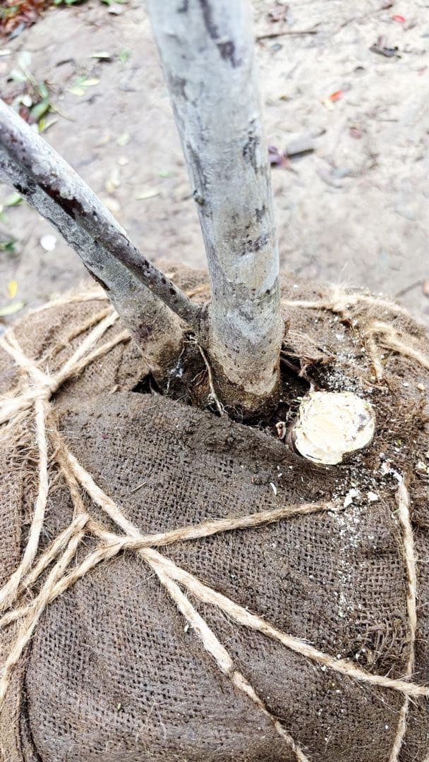 美斑紋。特大 山採りツリバナマユミ3.2M(鉢底から)