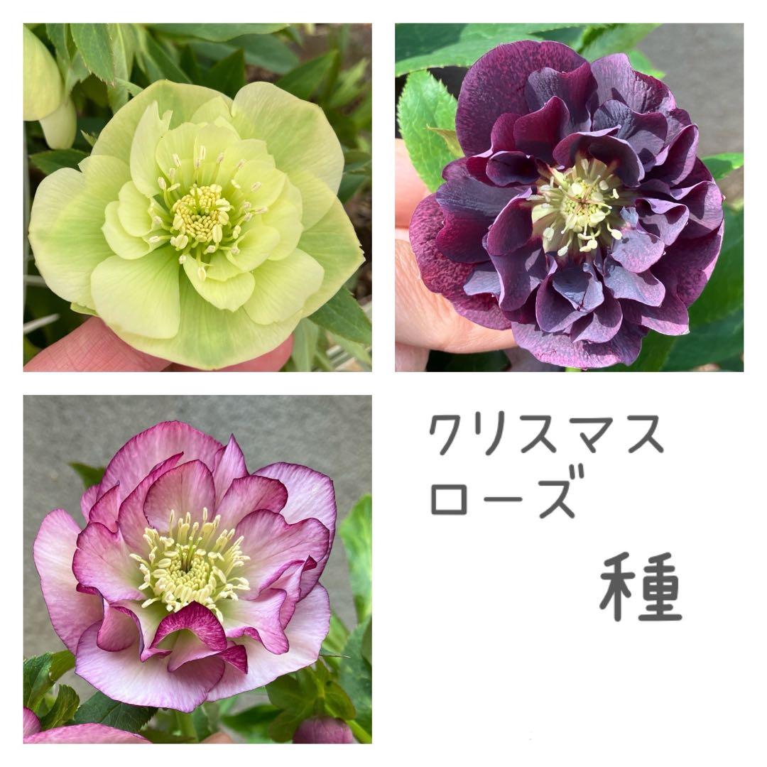 クリスマスローズ 種 3色 - メルカリ