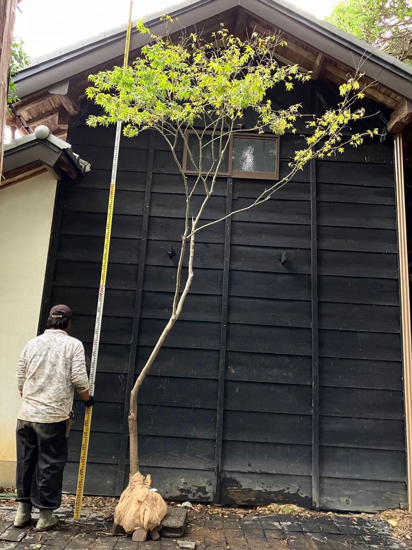 40 山採りヤマモミジ