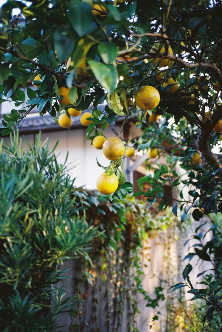 動作確認済 CONTAX T2 Titan Black チタンブラック - メルカリ