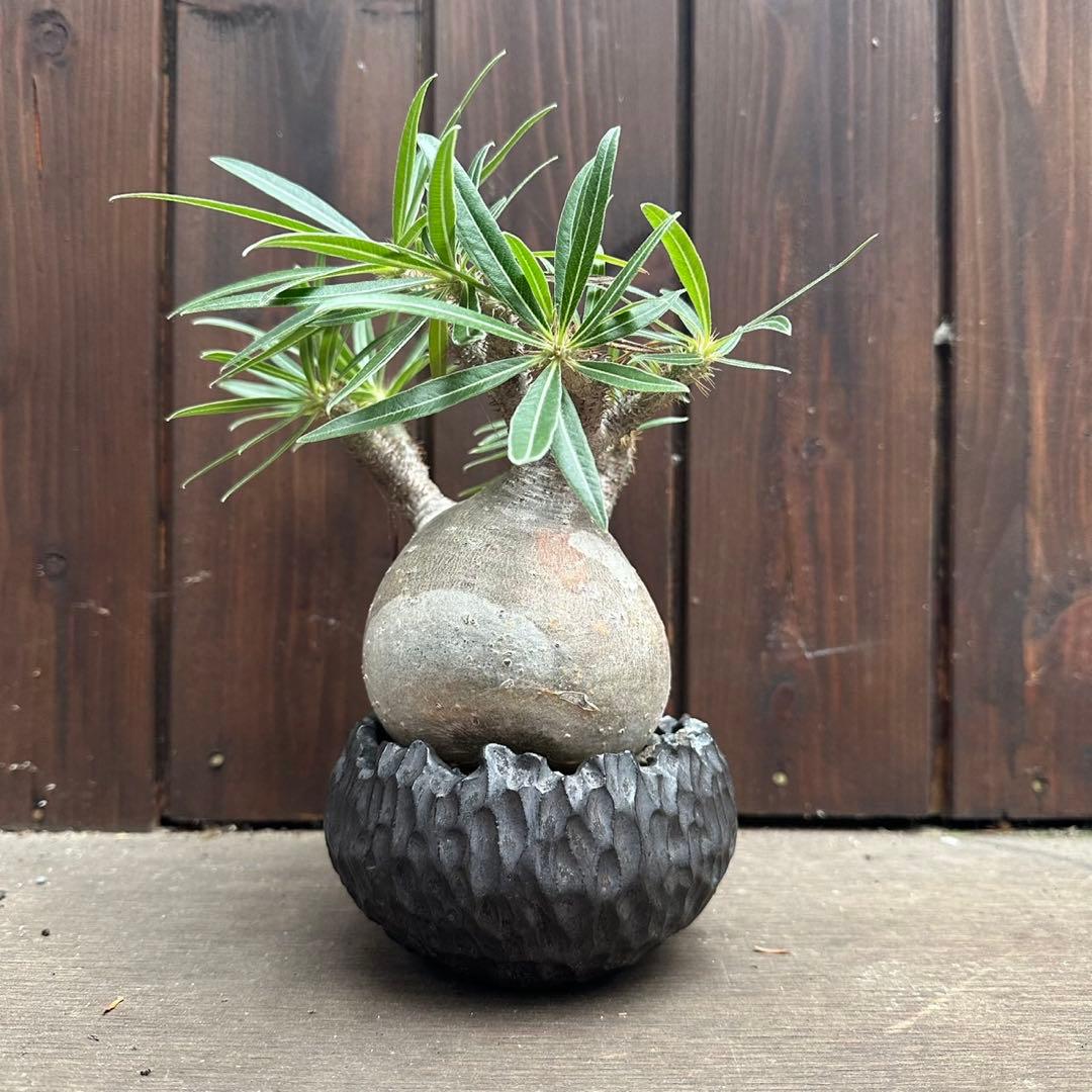 パキポディウム・グラキリス　現地球　良型 陶器鉢