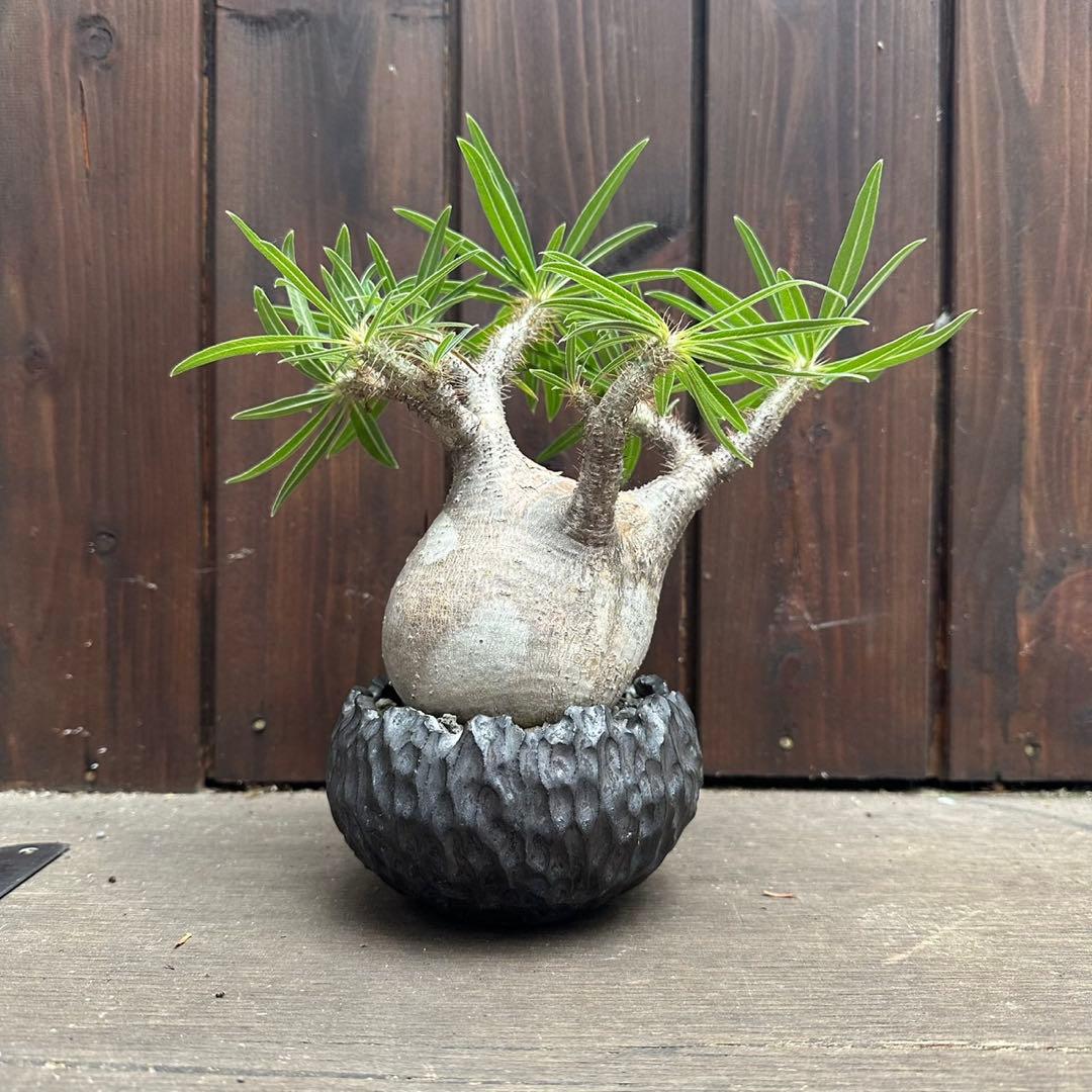 パキポディウム・グラキリス　現地球　良型 陶器鉢