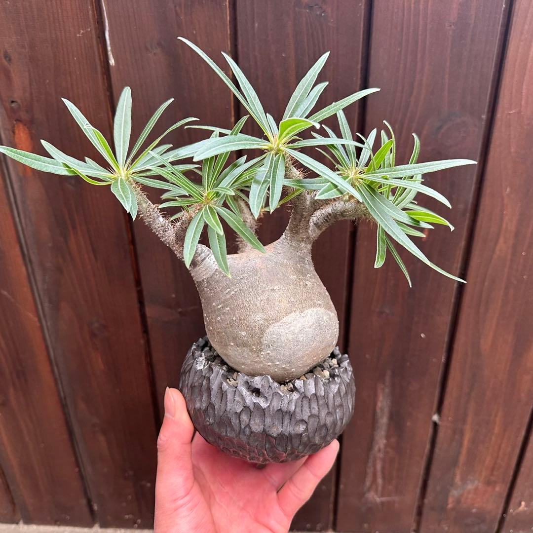 パキポディウム・グラキリス　現地球　良型 陶器鉢