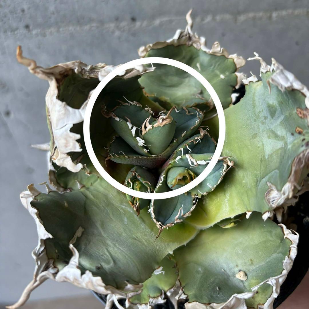 チタノタ　台湾ゴジラ　子株