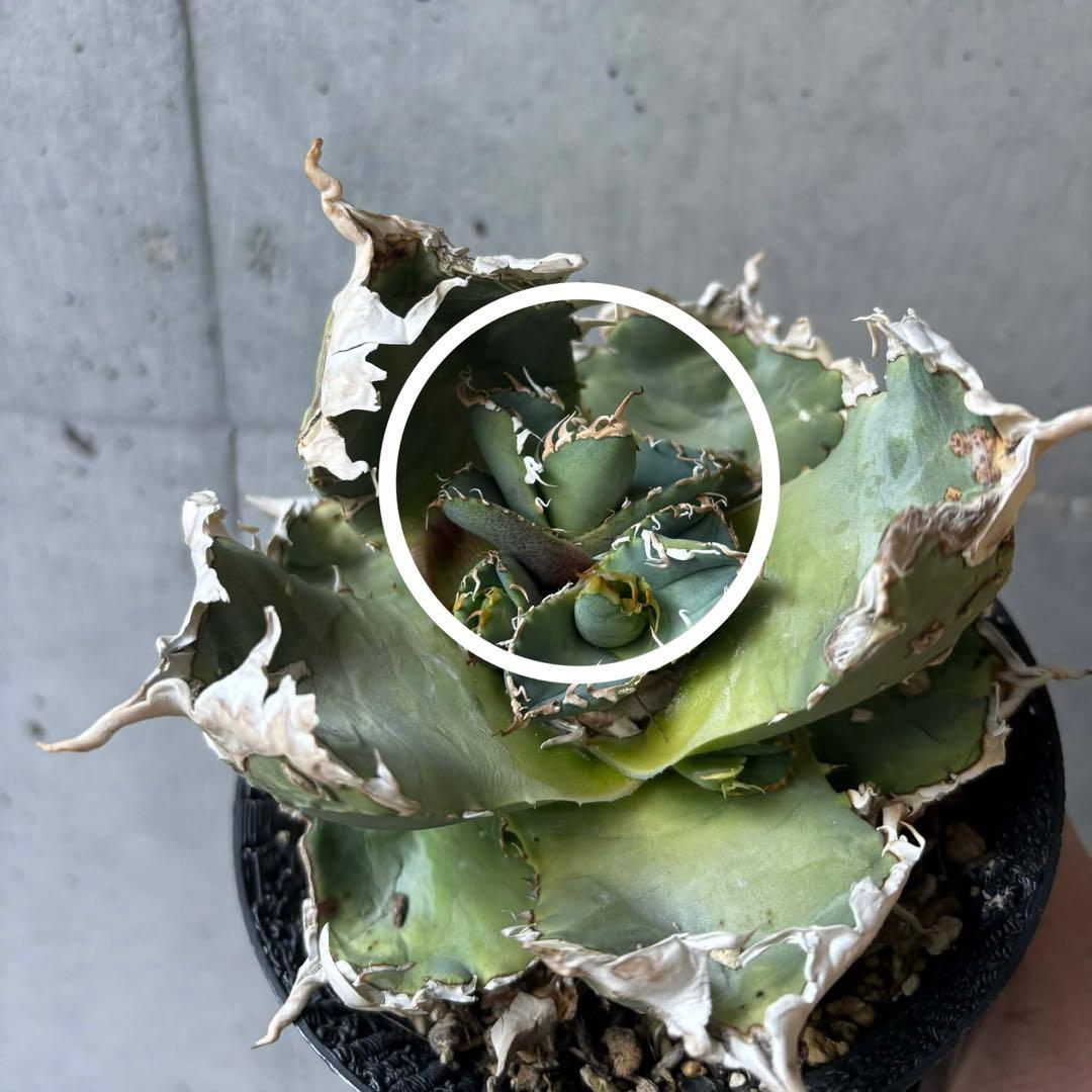 チタノタ　台湾ゴジラ　子株