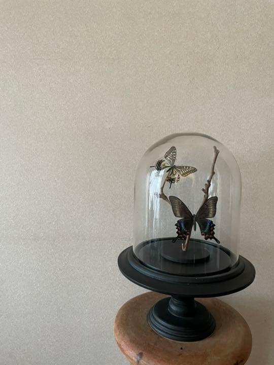 【標本☆アゲハ】アンティーク・ガラスドーム