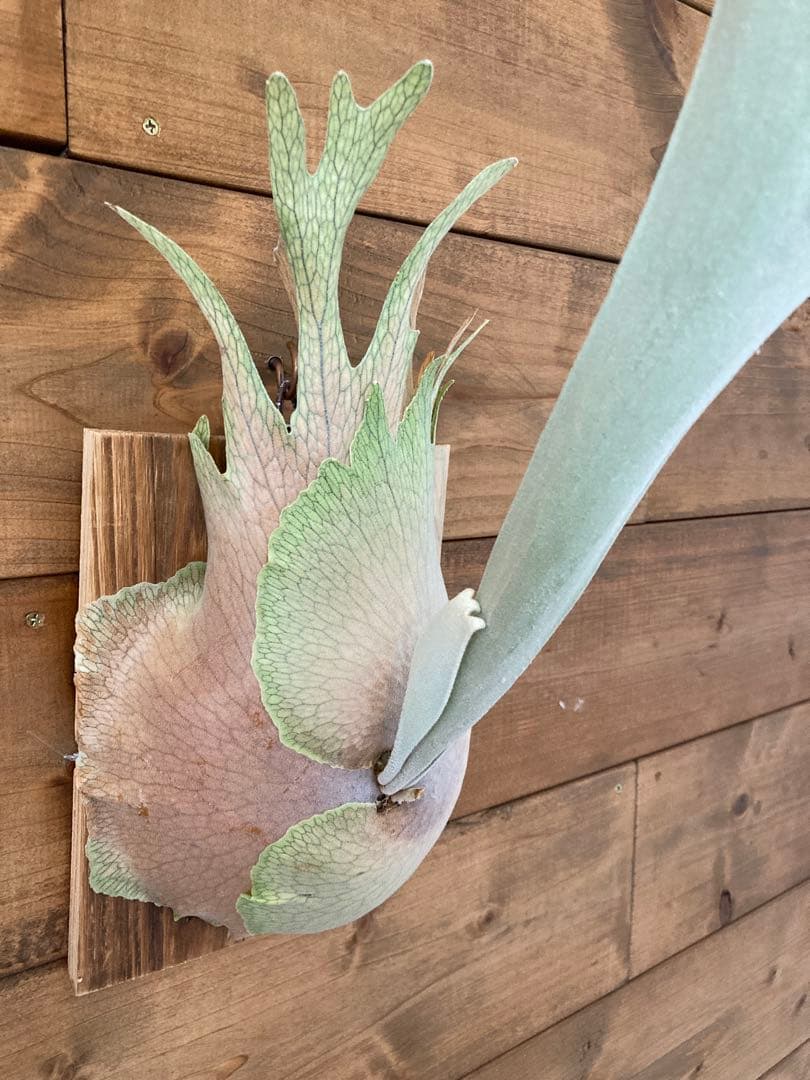 ビカクシダ ベイチーワイルド oc