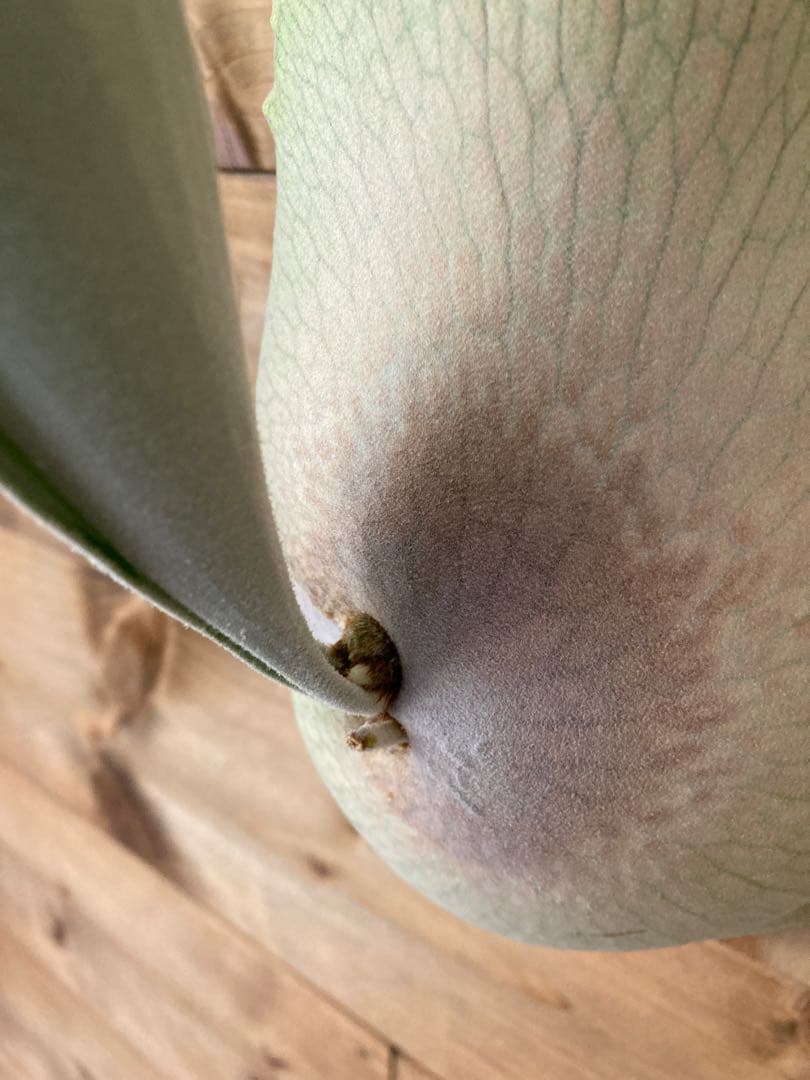 ビカクシダ ベイチーワイルド oc