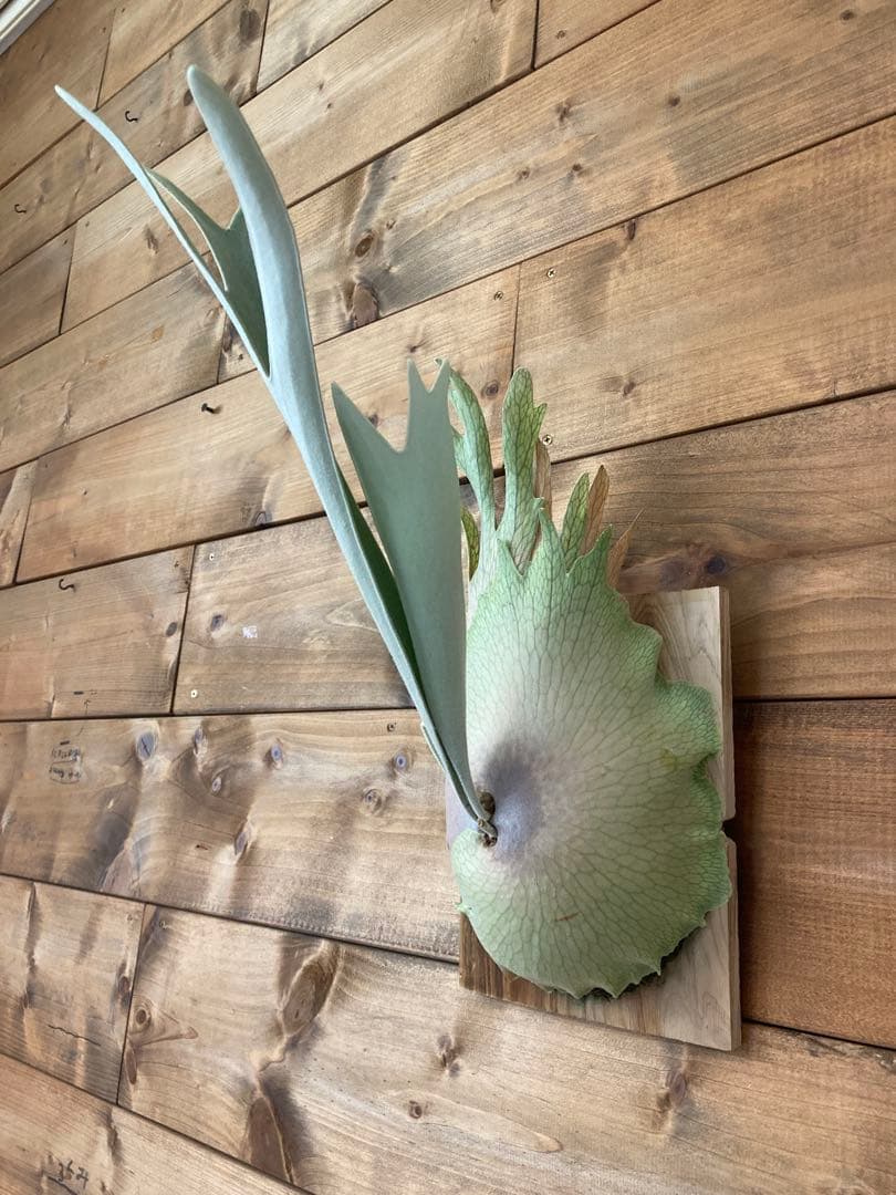 ビカクシダ ベイチーワイルド oc