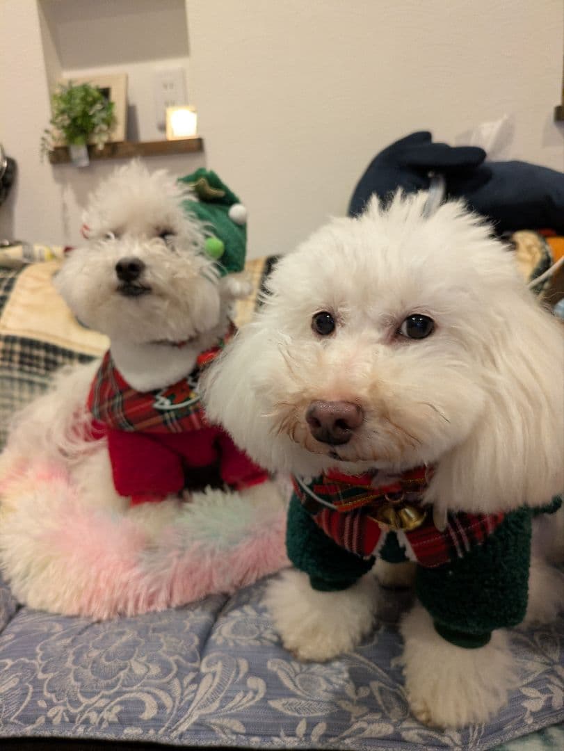 ハズビンホテル スクエア缶バッジ ヴォックス ヴェルベット