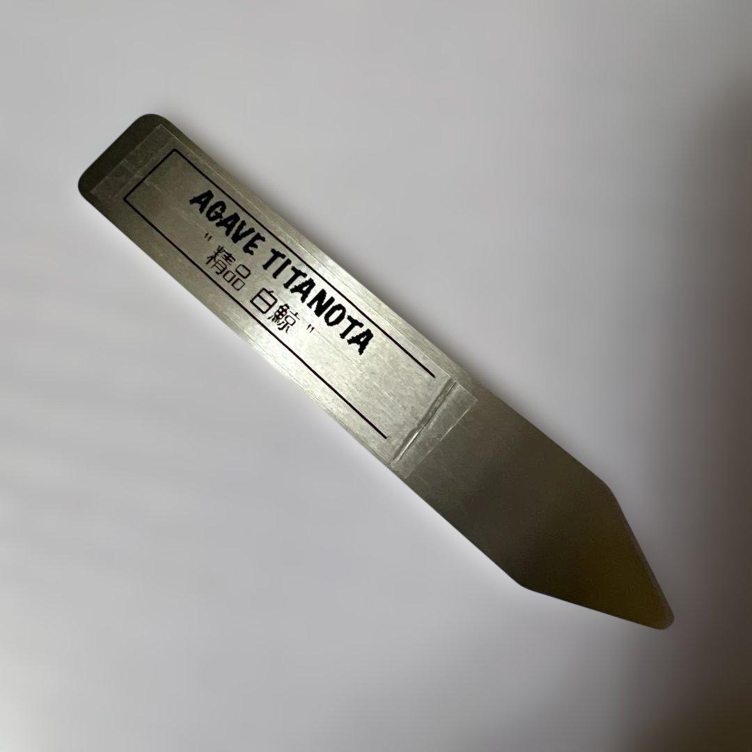 アガベ 鉢植発送 精品 白鯨 ボール型 極上血統 超良型 大株 コンテスト候補株