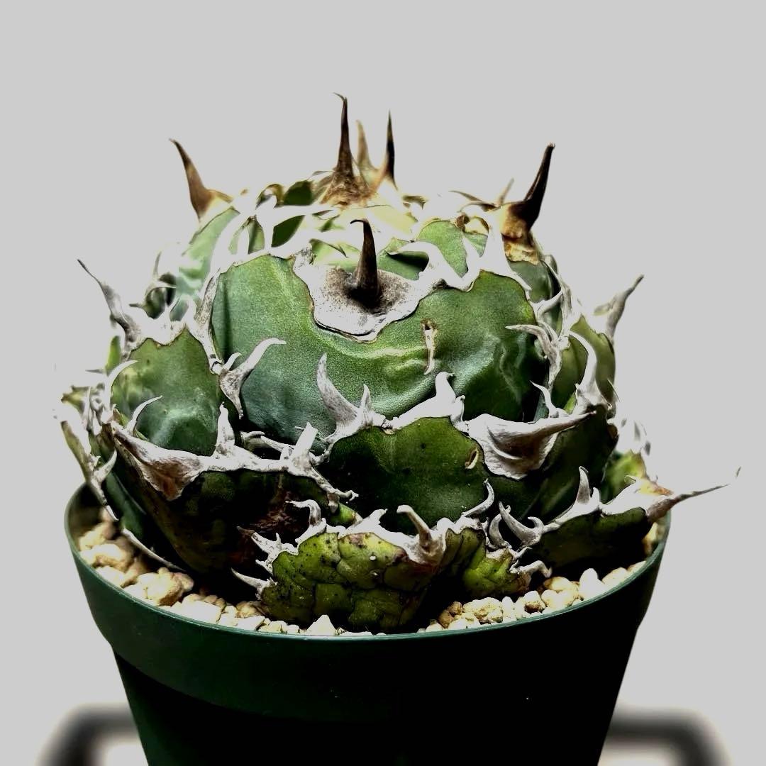 アガベ 鉢植発送 精品 白鯨 ボール型 極上血統 超良型 大株 コンテスト候補株