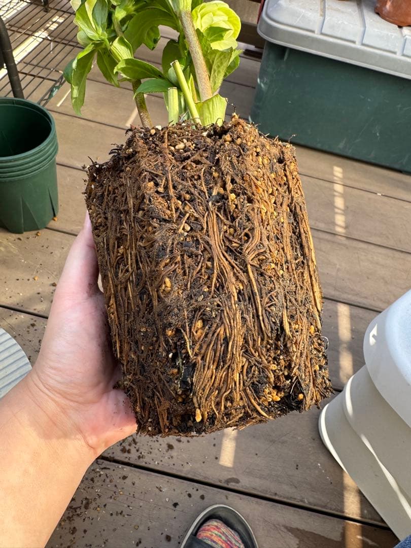 クリスマスローズ　グリーンリップ