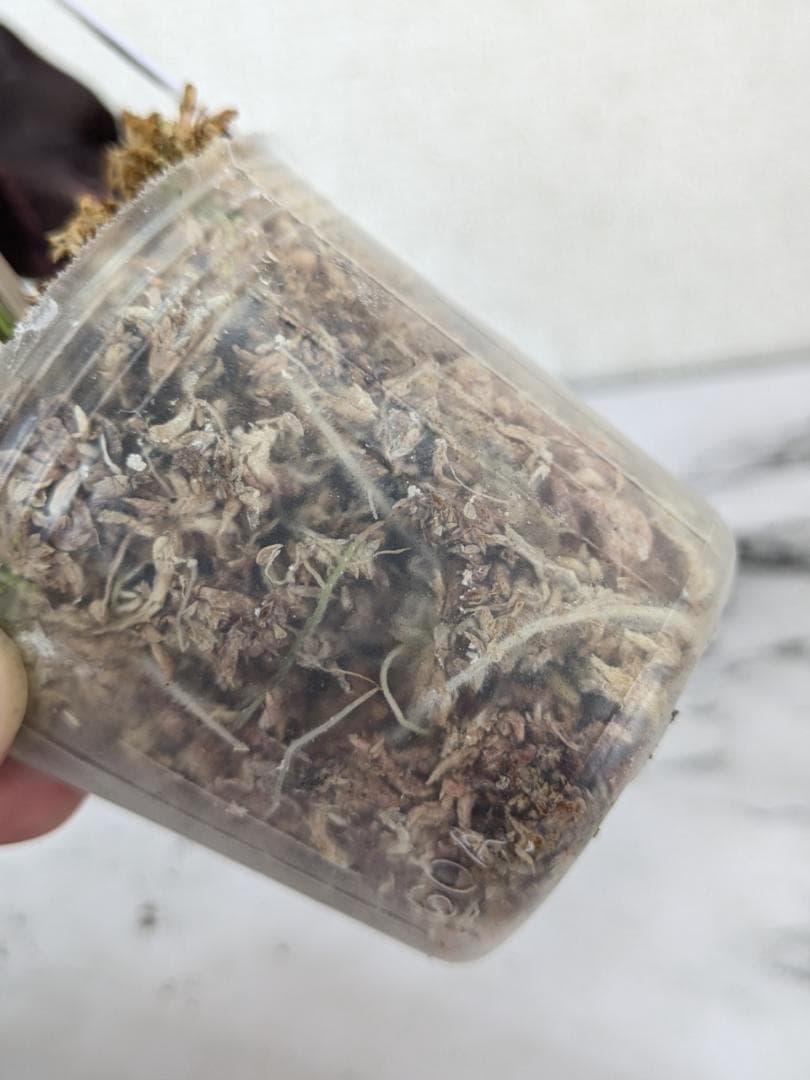 【レア】アロカシア　シャントリエリ　斑入り