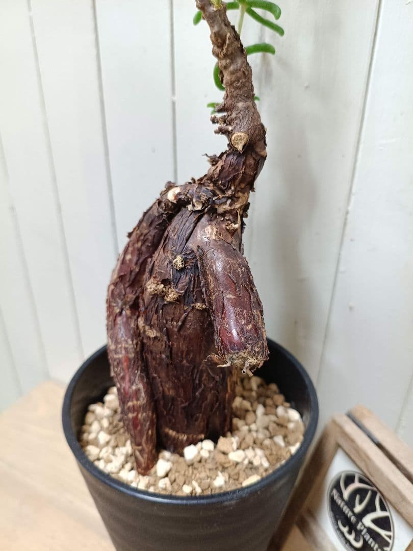 U598 超希少種発根済み メストクレマ ツベローサム 養生株