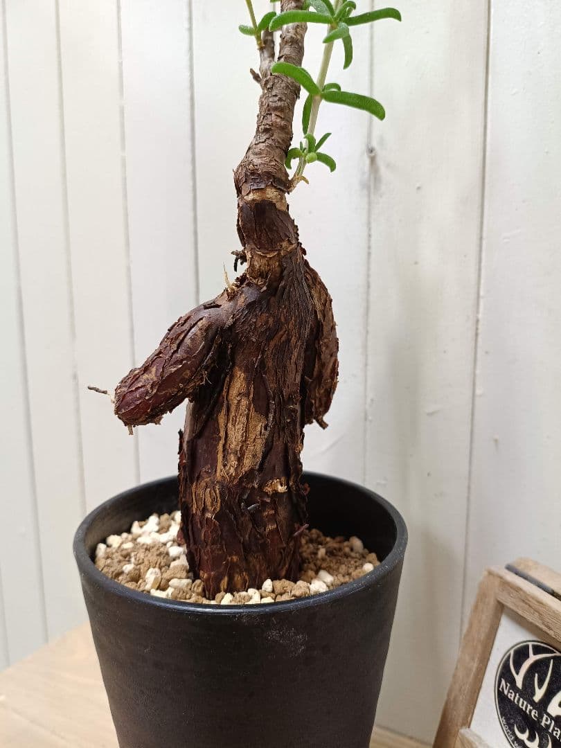 U598 超希少種発根済み メストクレマ ツベローサム 養生株