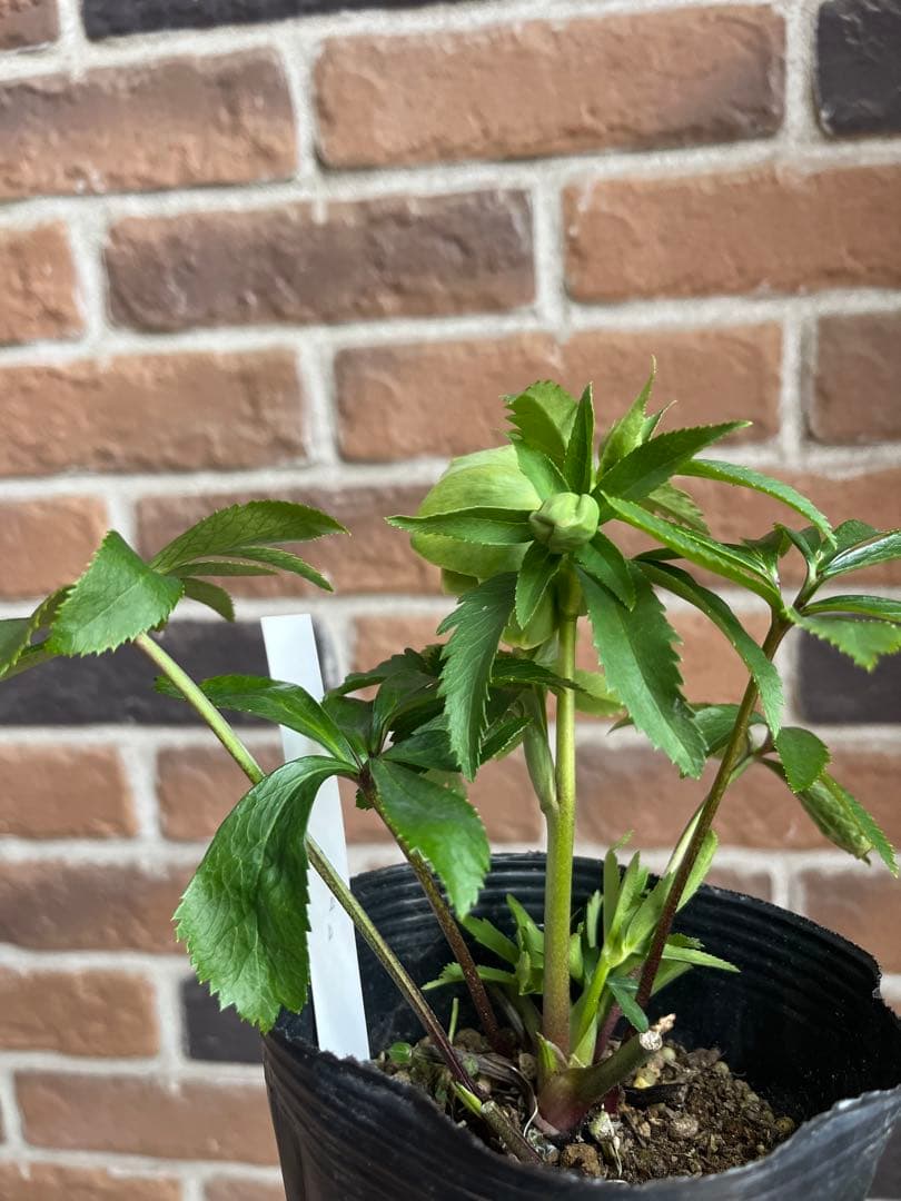 クリスマスローズ　一茶　認定　曽田園芸