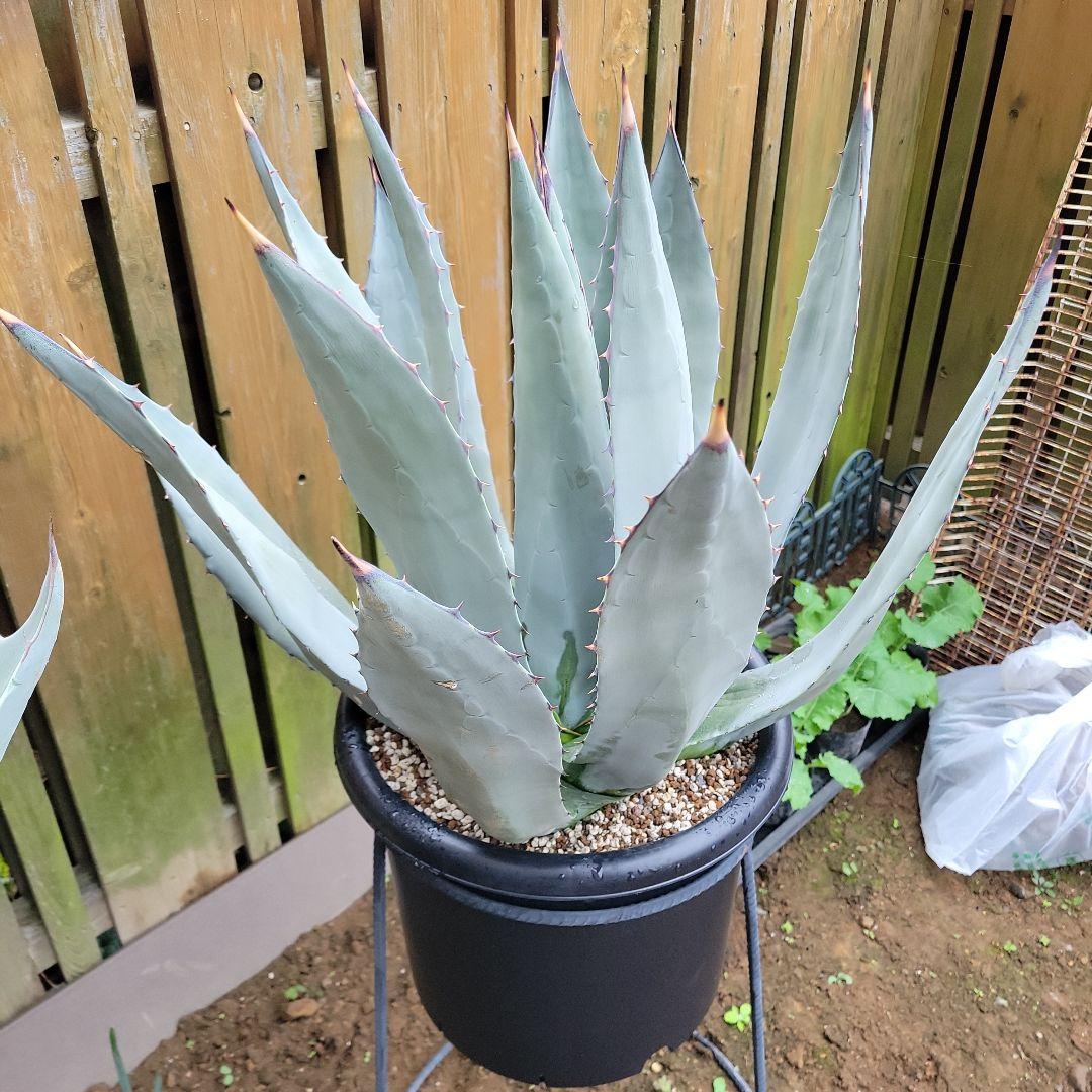 アガベ　パリーネオメキシカーナ　特大株　引き取り限定！