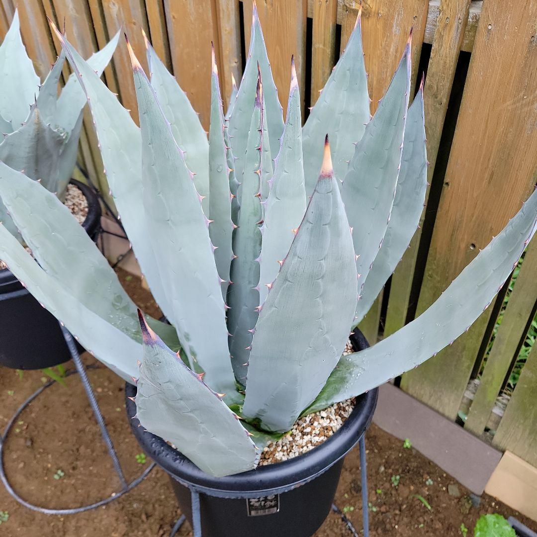 アガベ　パリーネオメキシカーナ　特大株　引き取り限定！